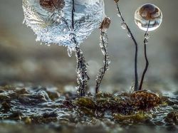 Jawara Kontes Foto Close-up Bikin Mata Terpukau