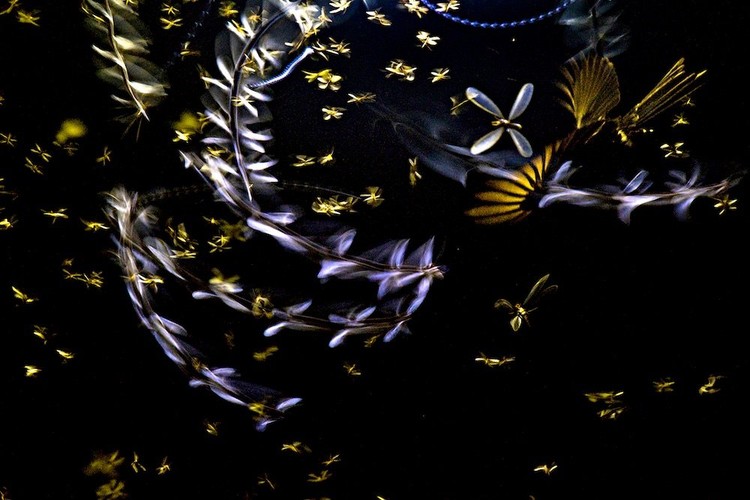 Close-up Photographer of the Year Awards 2022