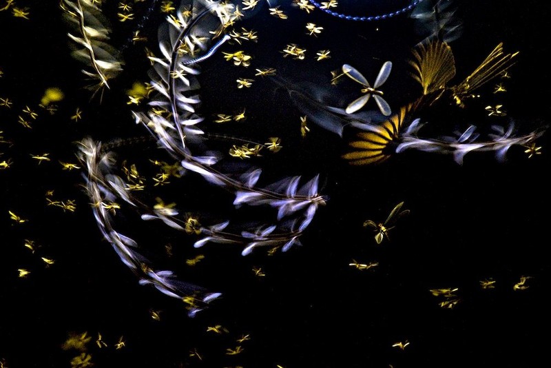 Close-up Photographer of the Year Awards 2022