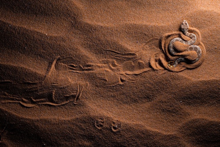 Close-up Photographer of the Year Awards 2022