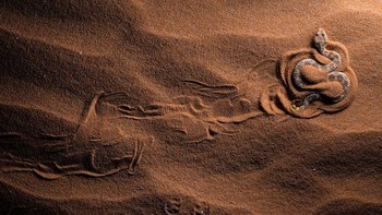 Foto karya Paul Lennart Schmid  dari Jerman.  Setelah tiga kali gagal mencari ular beludak pasir Sahara ( Cerastes vipera ) dalam kondisi hujan. Kami mengikuti jejak ular ini selama lebih dari seratus meter melalui bukit pasir gurun Negev di Israel.  Setelah beberapa lama kami akhirnya menemukan spesimen ini menggali dirinya ke dalam pasir untuk masuk ke posisi penyergapan, tepat di sebelah jejak tokek gundukan ( Stenodactylus petrii ) yang telah berbalik pada saat yang tepat sebelum menjadi santapannya. Foto: Close-up Photographer of the Year Awards