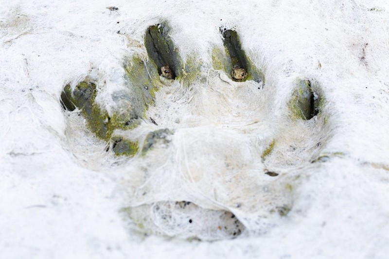 Close-up Photographer of the Year Awards 2022
