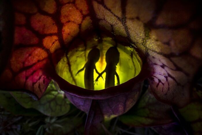 Close-up Photographer of the Year Awards 2022