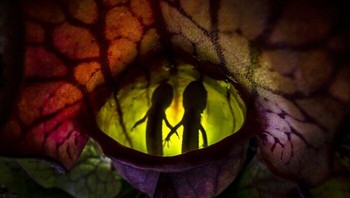 Foto karya Samantha Stephens dari Kanada ini terpilih sebagai pemenang keseluruhan untuk kompetisi Fotografer Close-Up Tahun Ini 2022 dan menunjukkan pemandangan yang tidak biasa - dua Salamander Berbintik yang telah menjadi mangsa tanaman karnivora.  Foto: Close-up Photographer of the Year Awards