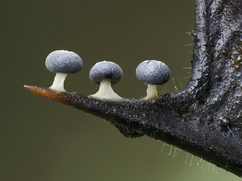 Close-up Photographer of the Year Awards 2022