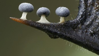 Foto karya Andy Sands  dari Inggris. Banyak waktu menyenangkan di musim dingin dapat dihabiskan dengan merangkak di bawah pohon holly mencari jamur lendir. Jamur lendir kecil ini, tingginya sekitar 1 mm, sering tumbuh di serasah daun. Ketiganya ditemukan tumbuh di sepanjang tepi daun holly di hutan Hertfordshire pada bulan Januari. Foto: Close-up Photographer of the Year Awards