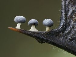 Jawara Kontes Foto Close-up Bikin Mata Terpukau