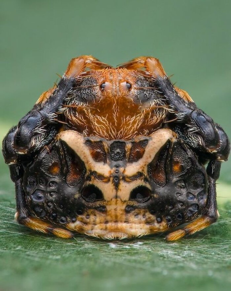 Close-up Photographer of the Year Awards 2022