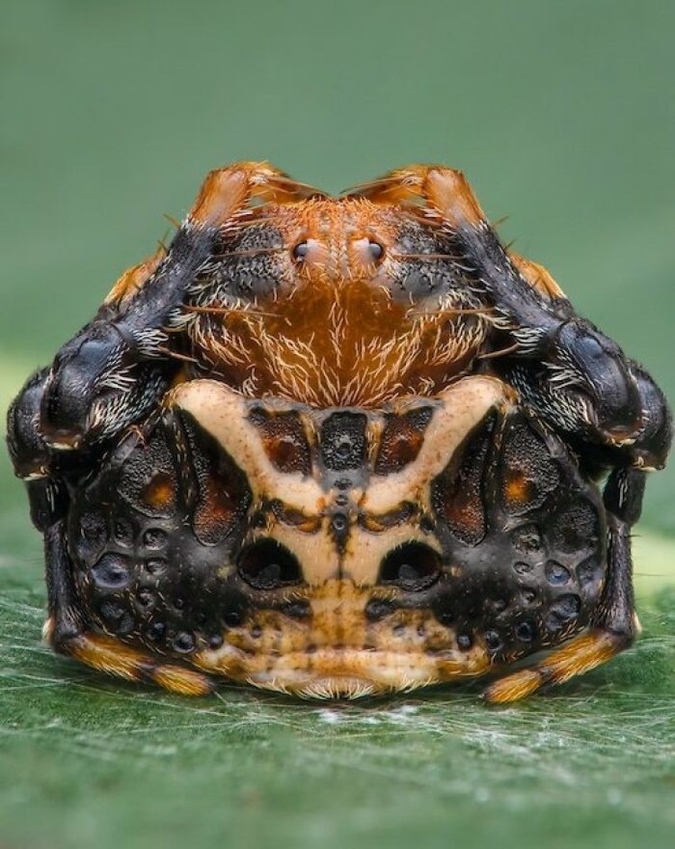 Close-up Photographer of the Year Awards 2022 Close-up Photographer of the Year Awards 2022