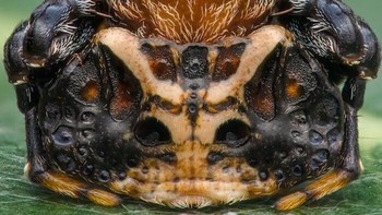 Foto karya Jamie Hall dari Inggris. Spesies Laba-laba Segitiga ( Arkys curtulus ) ini adalah predator penyergap, bukan pemburu berbasis web seperti kebanyakan. Untuk memburu mangsanya, ia duduk kompak dan meringkuk di atas daun, meniru kotoran burung atau bio-debris lainnya. Seimbang dengan perut menghadap ke bawah, mata menghadap ke atas, ia melihat ke langit dan mengawasi lalat yang tidak curiga atau serangga lain yang berkeliaran di atas daun. Perut spesies ini memiliki beberapa tanda yang sangat menonjol dan menarik, yang mengingatkan saya pada ukiran suku Maya di bebatuan dan bebatuan. Orang ini difoto di taman konservasi di Brisbane, Australia. Foto: Close-up Photographer of the Year Awards