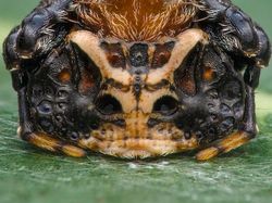 Jawara Kontes Foto Close-up Bikin Mata Terpukau