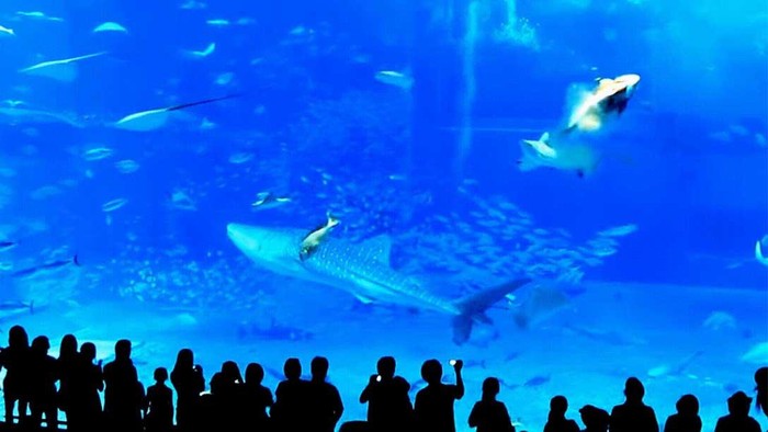 Flash kamera diduga picu kematian ikan tuna