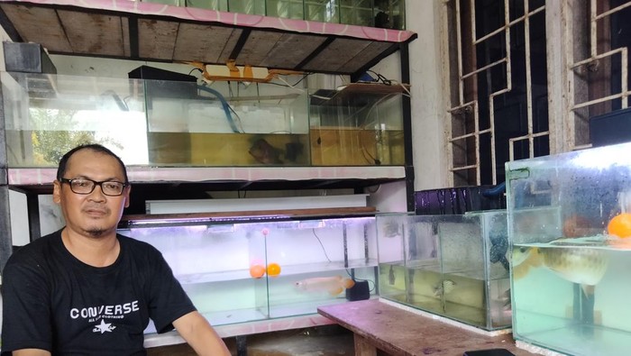 Ikan arwana dimakan (Istimewa)