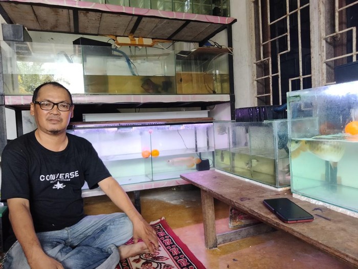Ikan arwana dimakan (Istimewa)