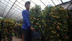 Jeruk Keberuntungan Ini Laris Manis Jelang Perayaan Imlek