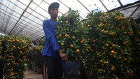Menjelang perayaan Imlek, Pohon jeruk Kim Kit asal Guangzhou, China ini banyak dijual pedagang.  