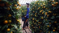 Pohon jeruk ini diyakini masyarakat Thionghoa sebagai lambang keberuntungan. 