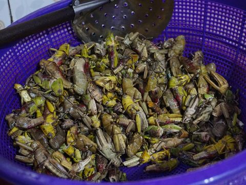 Keripik Belalang di Mojokerto Gurih dan Pedasnya Nampol