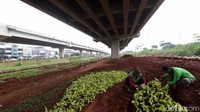 Kolong Tol Becakayu ini disulap jadi kawasan hijau.