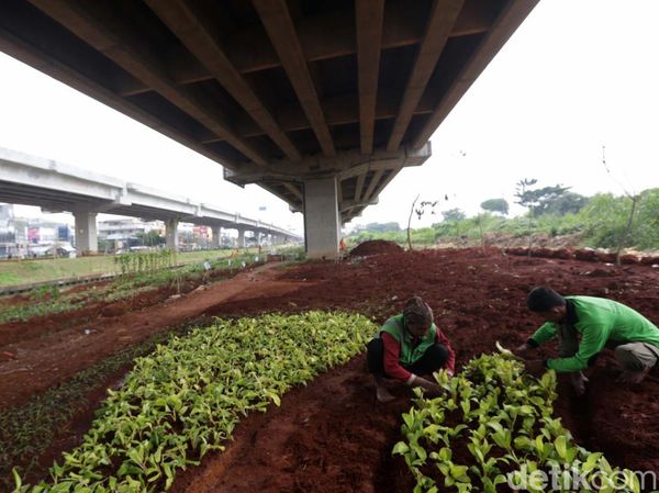 Potret Pertanian Urban yang Bikin Kolong Tol Becakayu Kian Asri