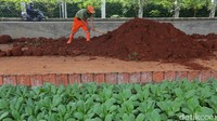 Selain tanaman bunga, petugas juga menanam tanaman sayur.