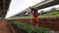 Pemprov DKI Jakarta telah melakukan penataan kawasan hijau sepanjang 2,7 km dari target 5 km di kolong Tol Becakayu.