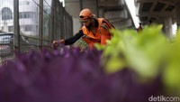 Kawasan ini dipenuhi tanaman hias dan tanaman sayur dengan sistem pertanian perkotaan (urban farming).