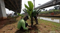 Petugas menanam pohon palem kipas di kolong Tol Becakayu (Bekasi Cawang Kampung Melayu), Jakarta Timur, Kamis (12/1/2023).