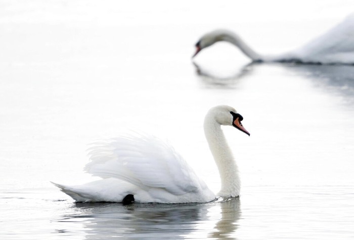 Five mute swans have taken refuge on Onota Lake near the Causeway, Wednesday, Jan. 11, 2023, in Pittsfield, Mass. The mute swan is an introduced species to North America. (Ben Garver/The Berkshire Eagle via AP)