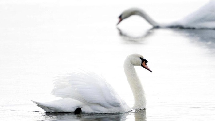 Five mute swans have taken refuge on Onota Lake near the Causeway, Wednesday, Jan. 11, 2023, in Pittsfield, Mass. The mute swan is an introduced species to North America. (Ben Garver/The Berkshire Eagle via AP)