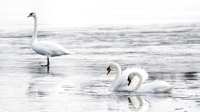 Five mute swans have taken refuge on Onota Lake near the Causeway, Wednesday, Jan. 11, 2023, in Pittsfield, Mass. The mute swan is an introduced species to North America. (Ben Garver/The Berkshire Eagle via AP)