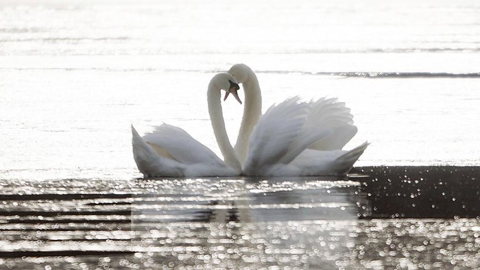 Massachusetts Daily Life Five mute swans have taken refuge on Onota Lake near the Causeway, Wednesday, Jan. 11, 2023, in Pittsfield, Mass. The mute swan is an introduced species to North America. (Ben Garver/The Berkshire Eagle via AP)