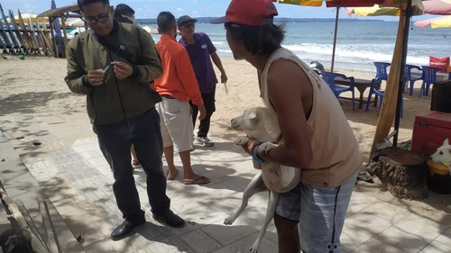 Petugas gabungan saat merelokasi anjing liar di kawasan Pantai Legian, Kuta, Bali, belum lama ini.