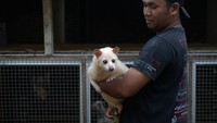 Setiawan telah membudidayakan binatang nokturnal tersebut selama 10 tahun.  