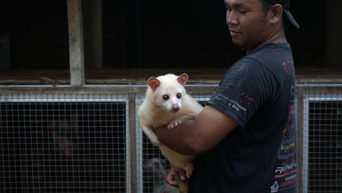Potret Ternak Musang Pandan, Harganya Bikin Kaget Pembudidaya musang pandan atau Paradoxurus hermaphroditus Setiawan bermain dengan musang hasil budidayanya di