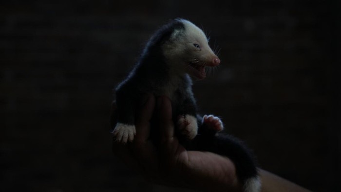 Potret Ternak Musang Pandan, Harganya Bikin Kaget Pembudidaya musang pandan atau Paradoxurus hermaphroditus Setiawan bermain dengan musang hasil budidayanya di
