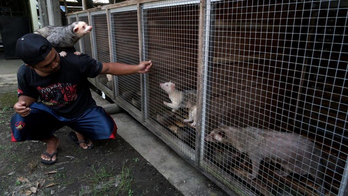 Potret Ternak Musang Pandan, Harganya Bikin Kaget Pembudidaya musang pandan atau Paradoxurus hermaphroditus Setiawan bermain dengan musang hasil budidayanya di