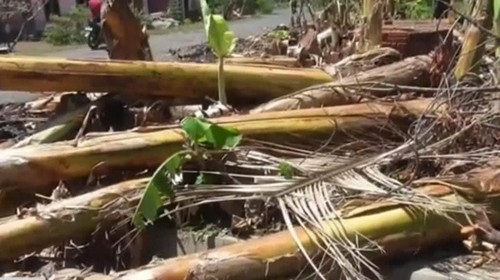 Sekitar 462,48 hektare lahan pertanian dan 11.526 rumpun pohon pisang juga rusak diterjang angin kencang di Flores Timur, NTT.