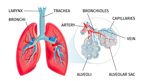 Sistem pernapasan manusia.