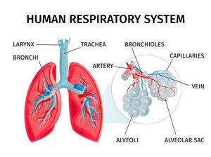 Memahami Organ hingga Mekanisme Sistem Pernapasan Manusia, Ayo Cari Tahu!