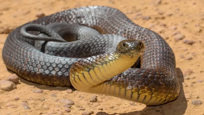 Tiger Snakes
