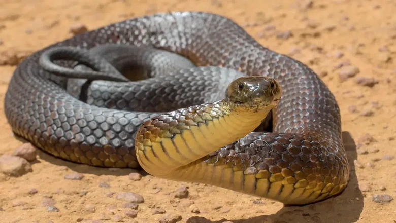 Tiger Snakes Tiger Snakes