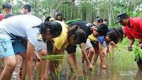 Wisata tanam padi tradisional di Desa Wisata Pentingsari Jogja