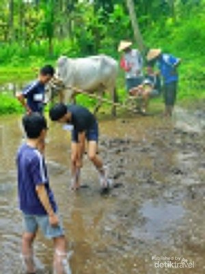 Mau Wisata Sambil Bertani? Coba ke Desa Pentingsari Jogja