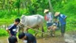 Mau Wisata Sambil Bertani? Coba ke Desa Pentingsari Jogja