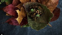 Menu di Noma unik dan kerap berganti. Dari kategori Game & Forest ada ragout isi daging rusa dan aneka bijian yang disuguhkan pada Januari 2022.