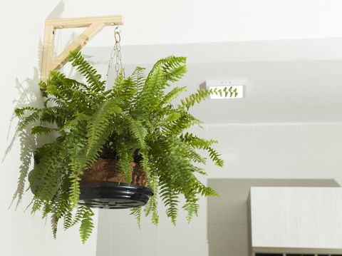 Fern hanging on the living room wall. Copy space. Fern concept. Plants concept.