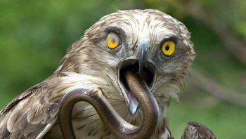 Elang makan ular. Foto: Boredpanda