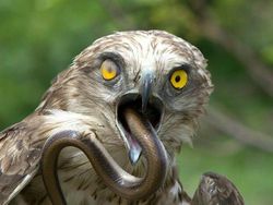 Deretan Foto Mengerikan Bikin Bergidik Melihatnya