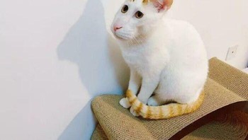 Foto panorama bikin kucing malah seperti tikus. Foto: Boredpanda